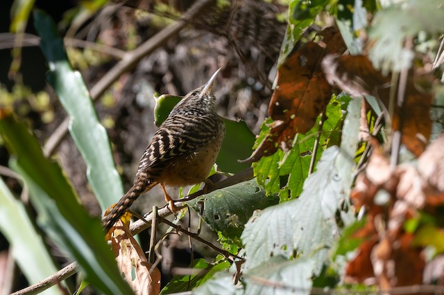 Band-backed Wren