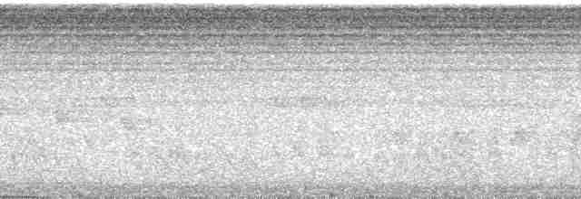 Barbican oreillard - ML66001