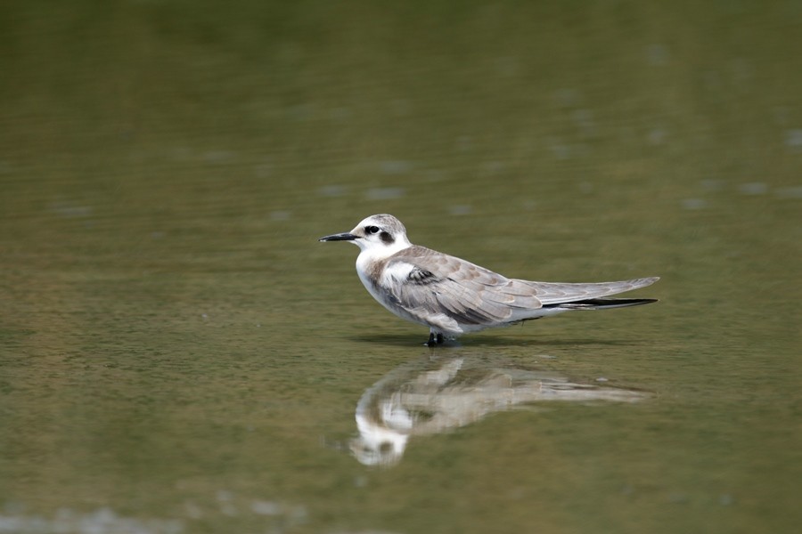 Black Tern - Abril Heredia