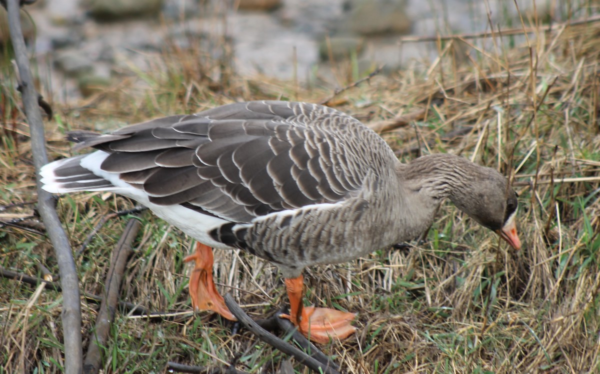 Greater White-fronted Goose - Jon. Anderson
