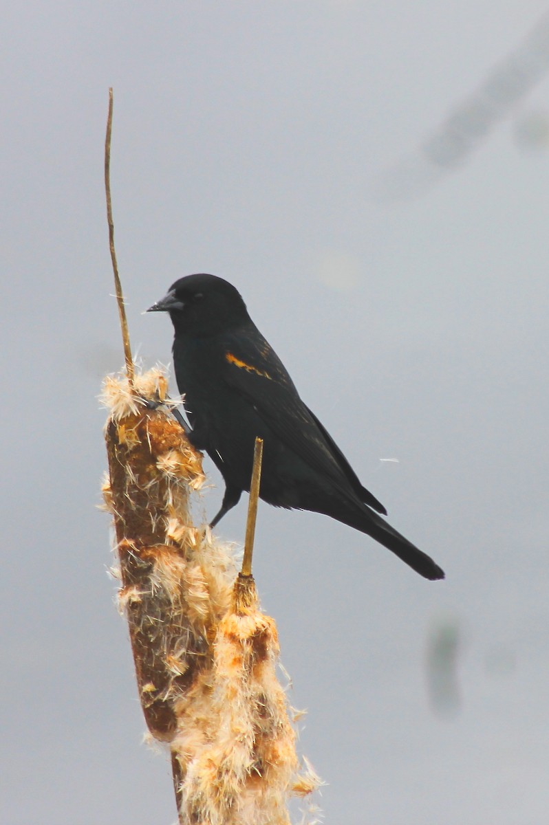 Red-winged Blackbird - Jon. Anderson