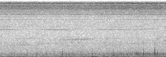 Ak Kulaklı Barbet - ML66007