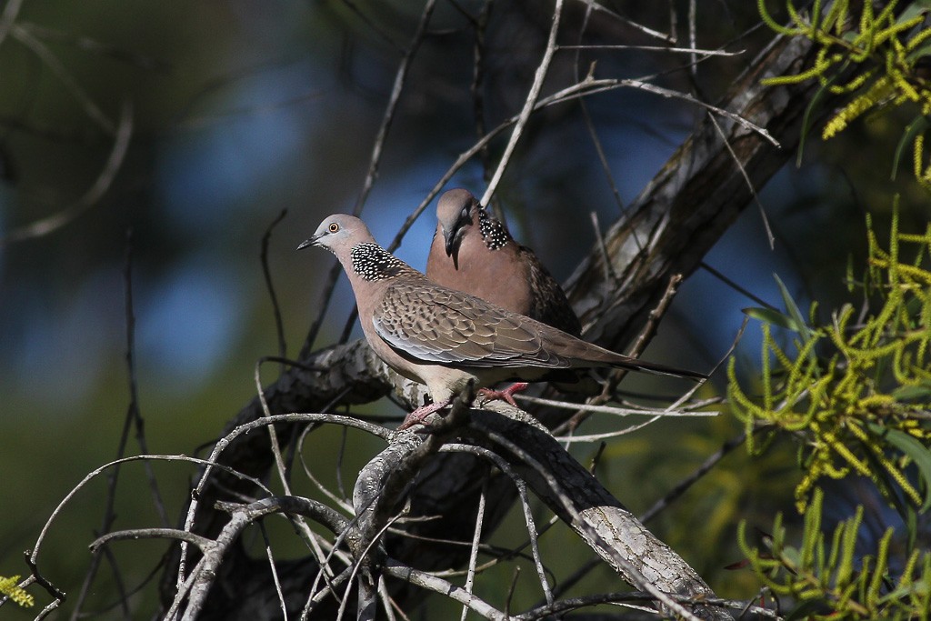 Spotted Dove - ML66008661