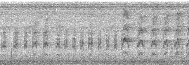 Ak Kulaklı Barbet - ML66011