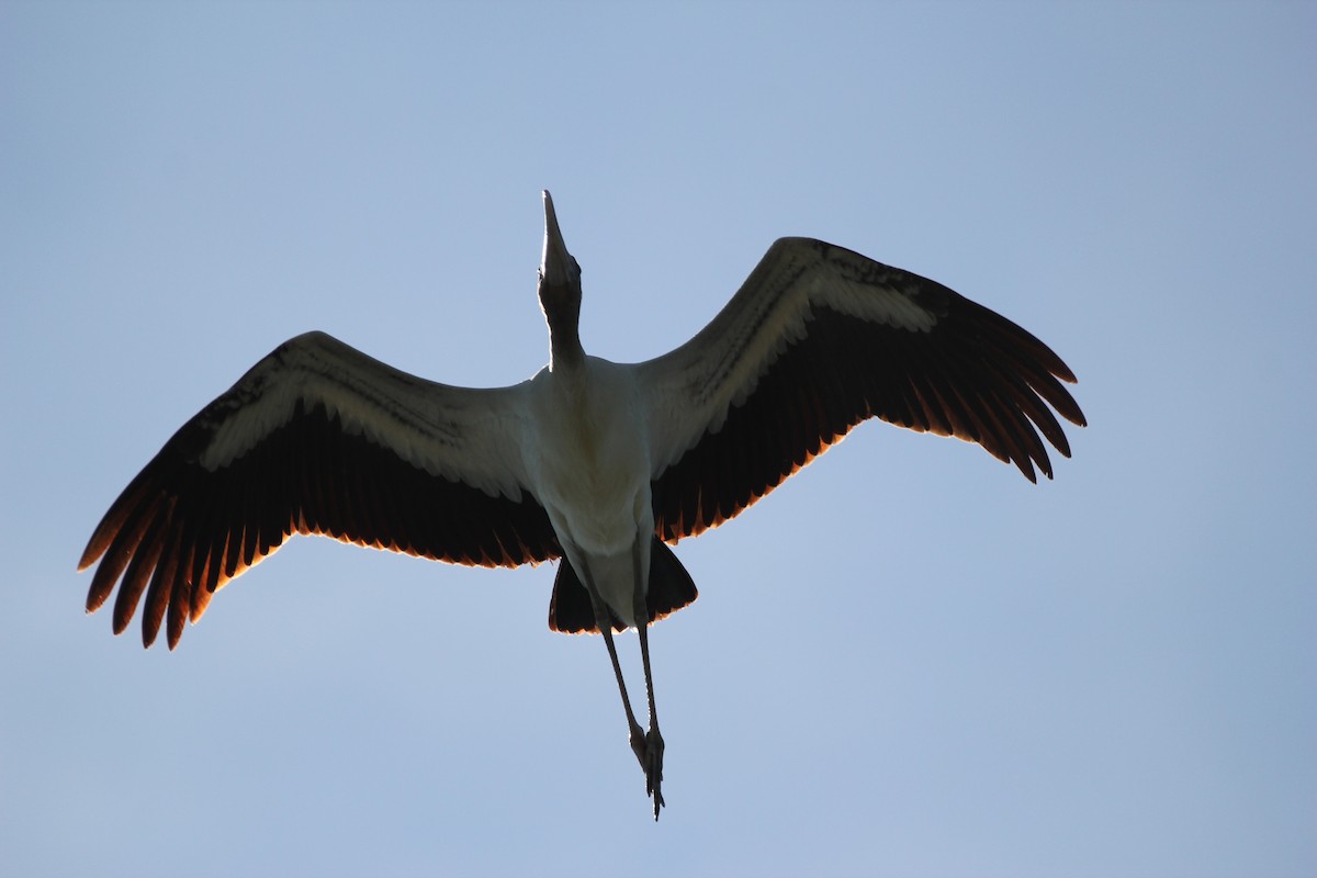 Wood Stork - Quinten Wiegersma