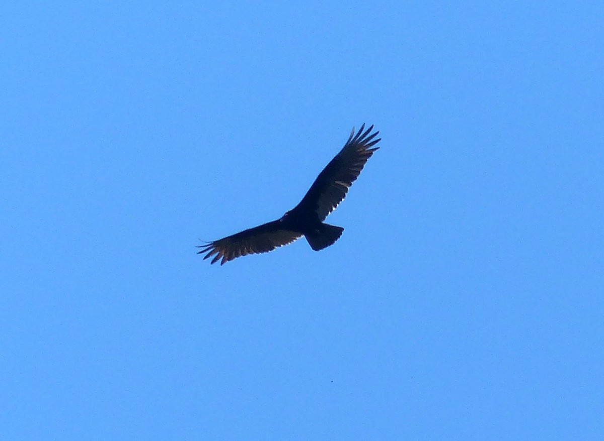 Turkey Vulture - ML66013381