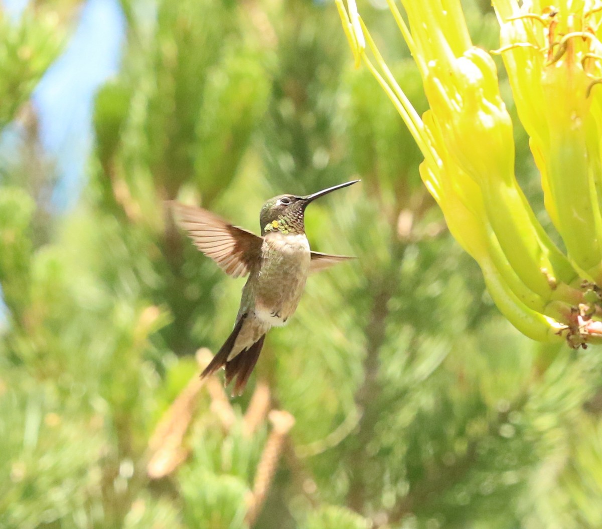 Ruby-throated Hummingbird - Alfredo Garcia