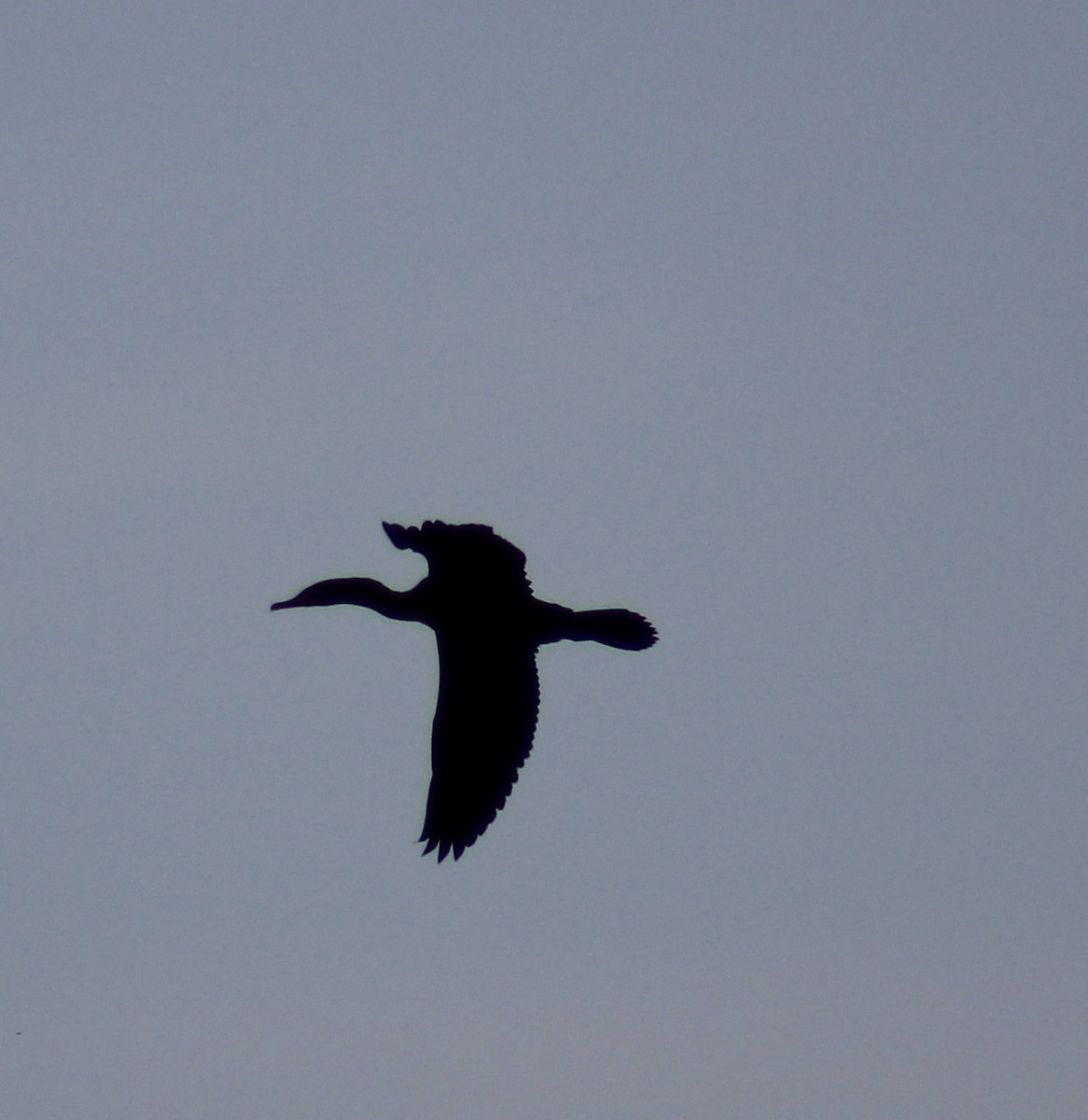 Double-crested Cormorant - Tressa VanNest