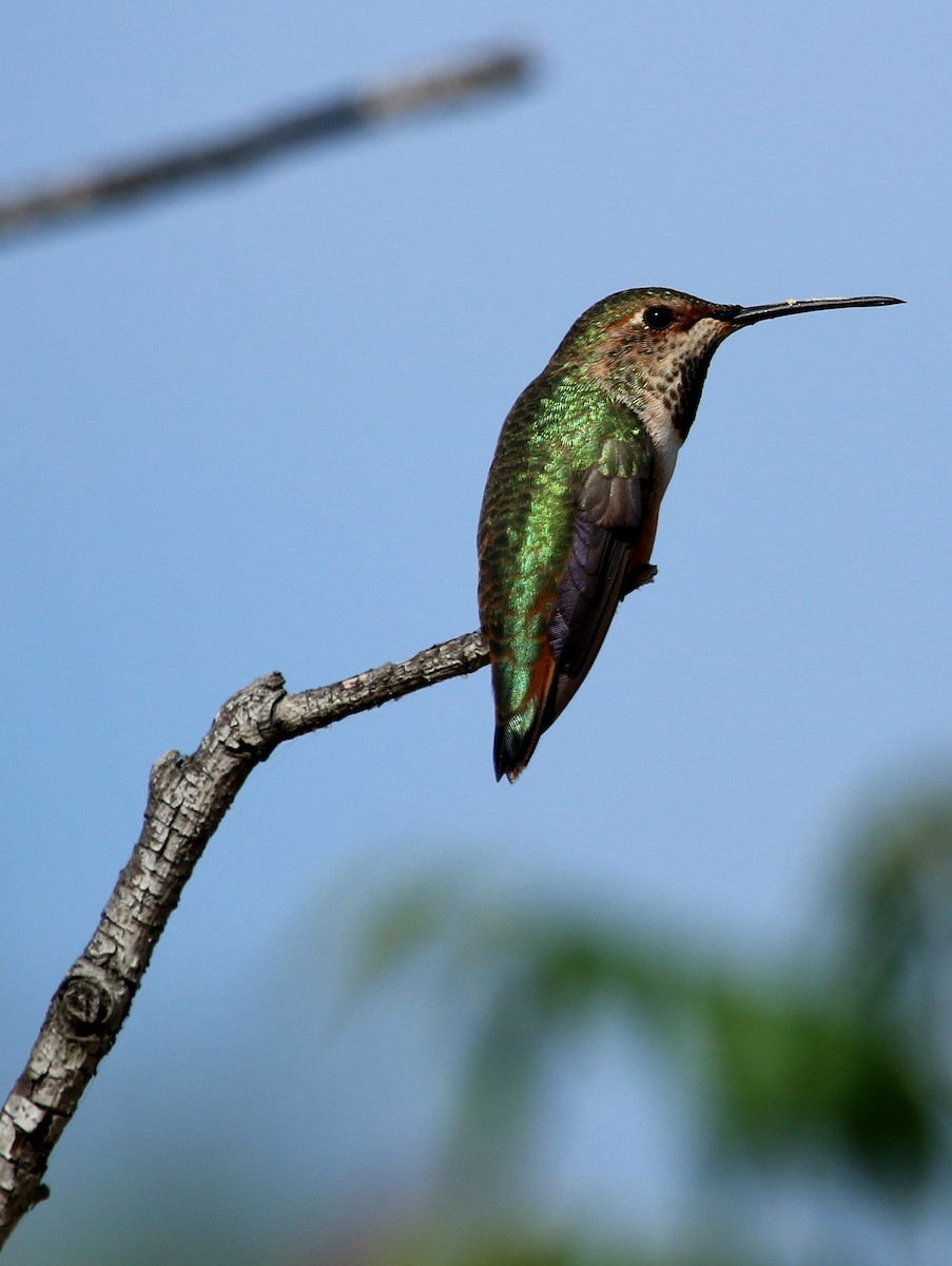 Allen's Hummingbird - Christine Jacobs