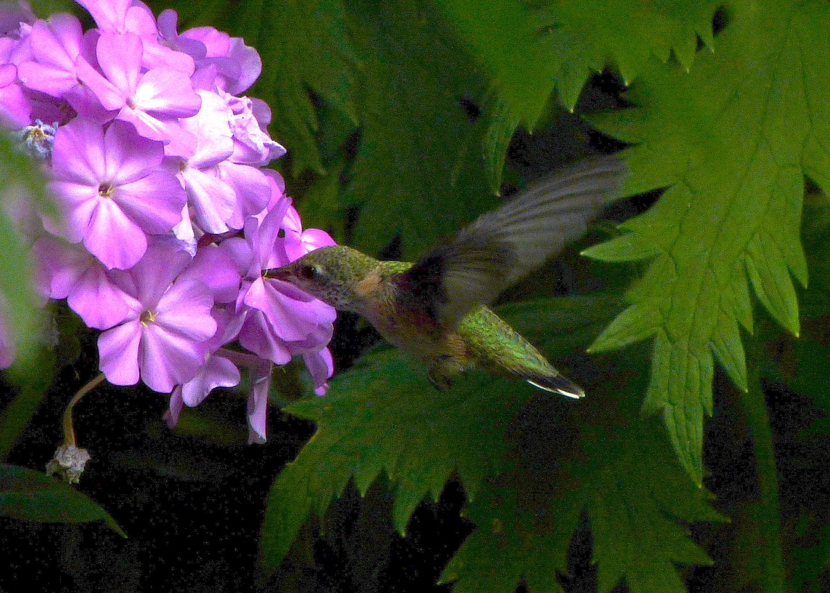 Calliope Hummingbird - ML66014311