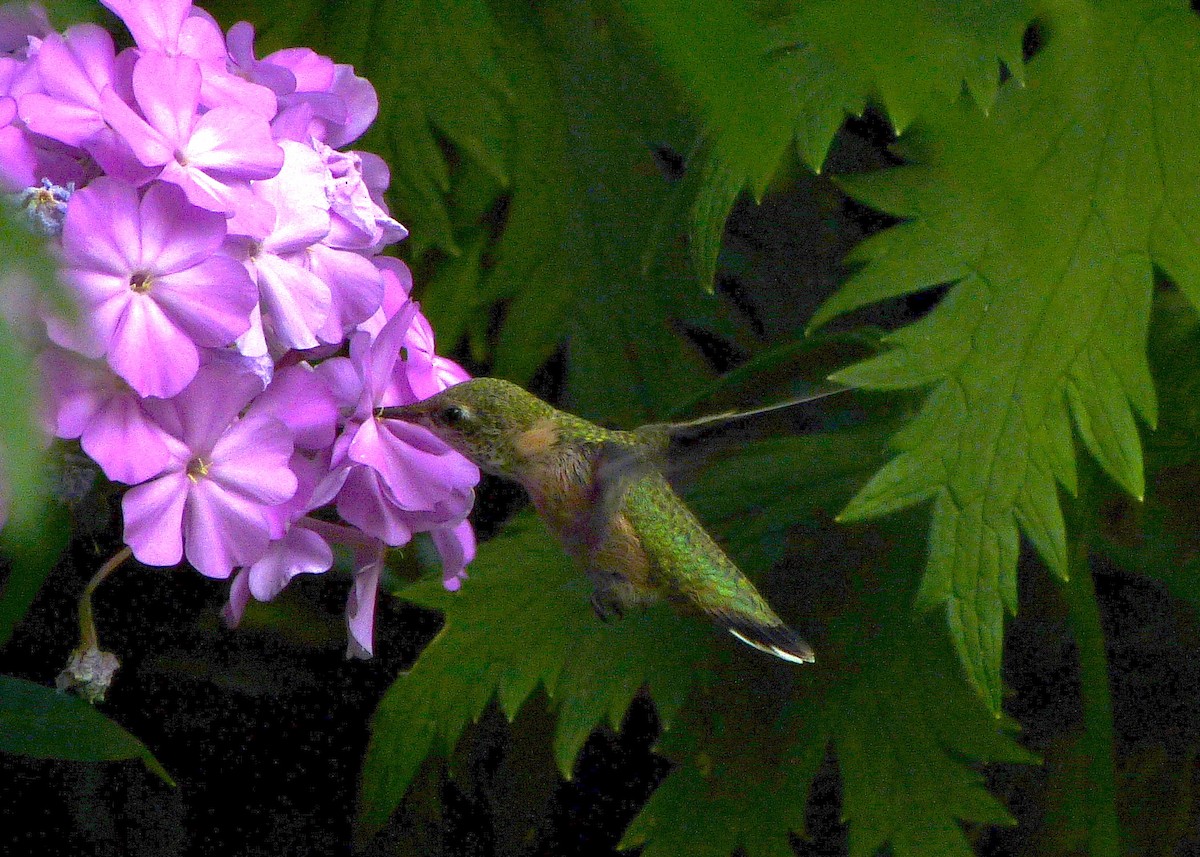 Calliope Hummingbird - ML66014391