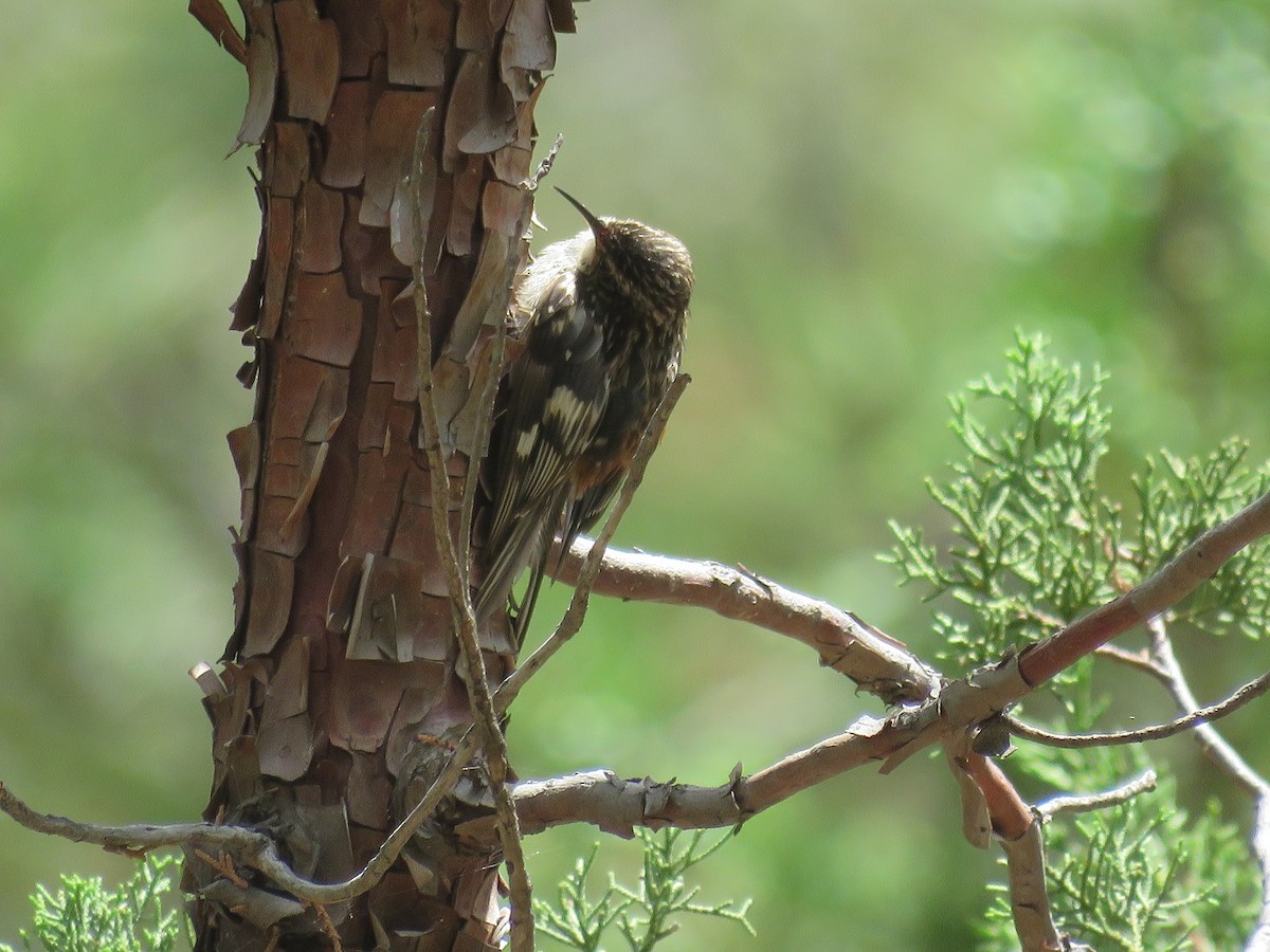 Brown Creeper - Anne (Webster) Leight