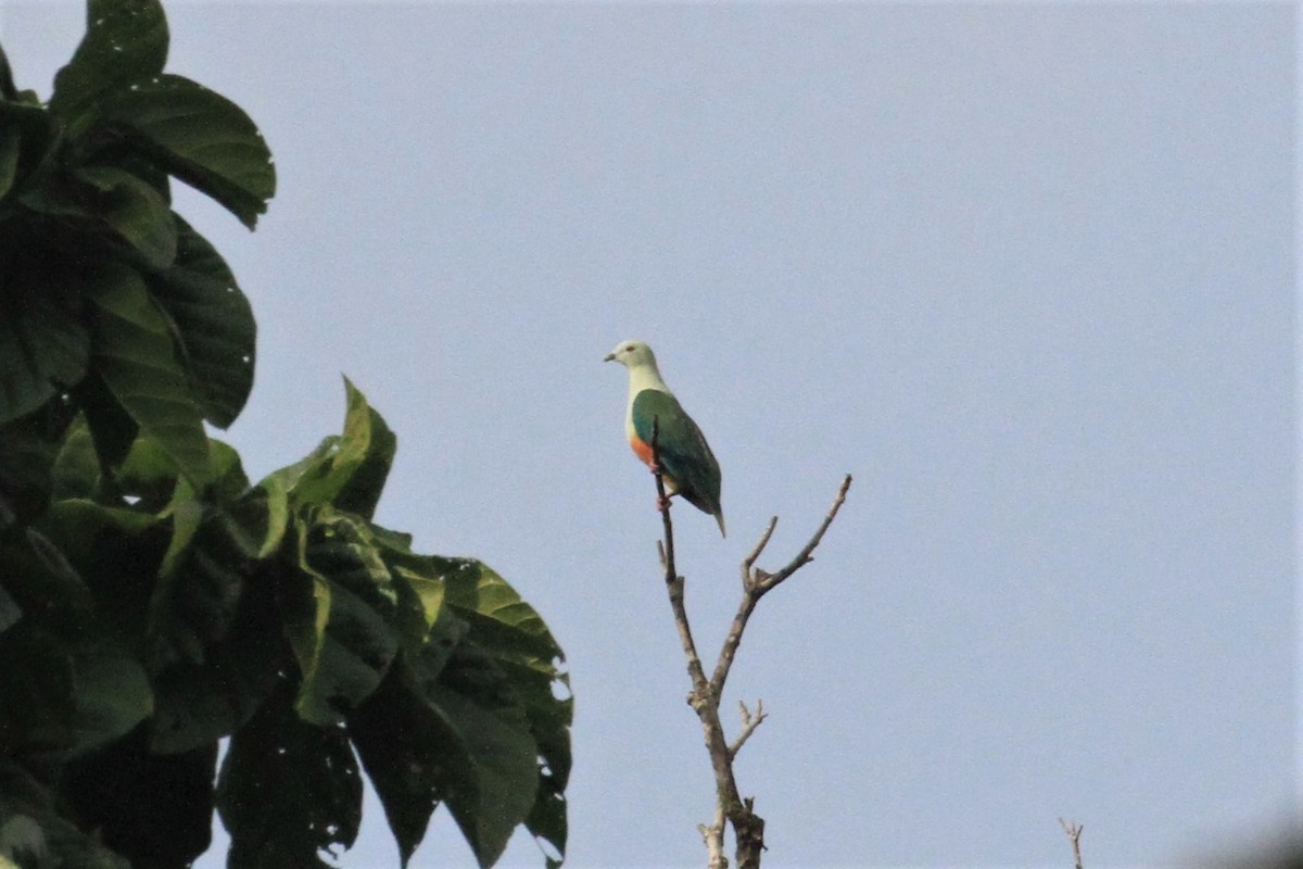 Silver-capped Fruit-Dove - ML66018391