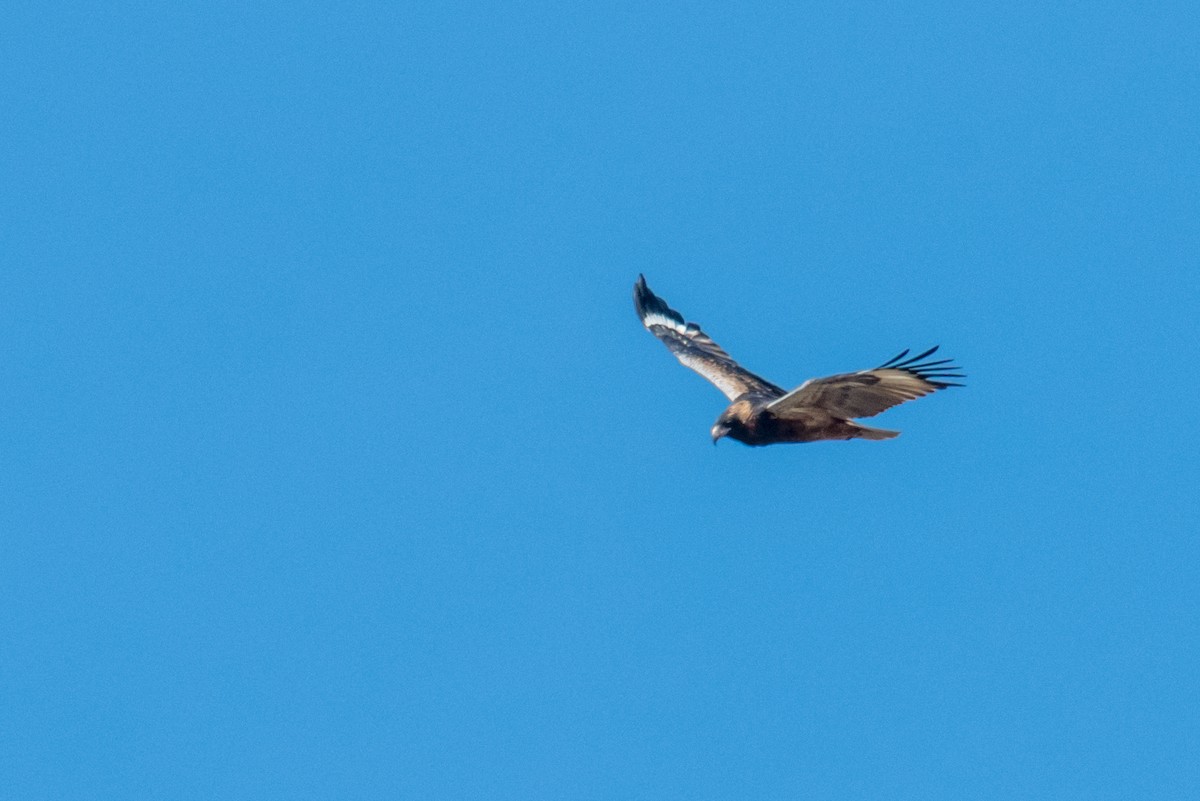 Black-breasted Kite - ML66019301