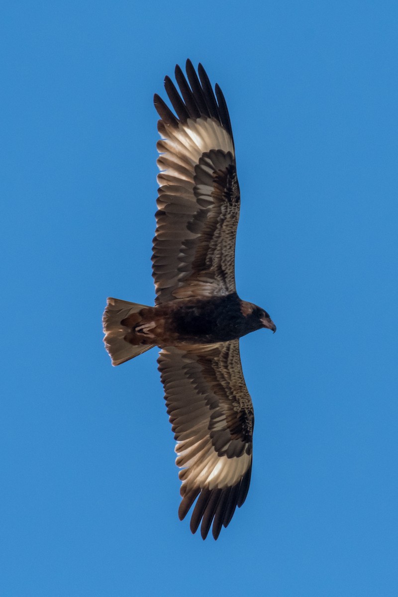 Black-breasted Kite - ML66019311
