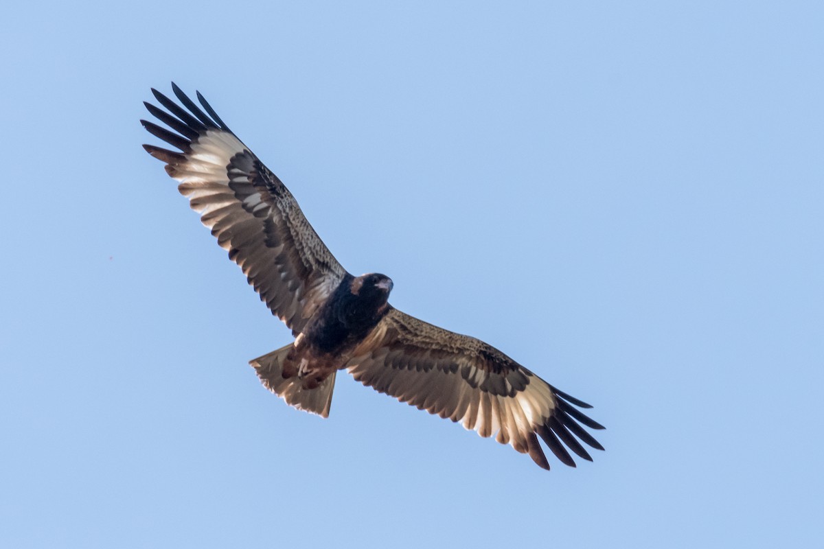 Black-breasted Kite - ML66019321