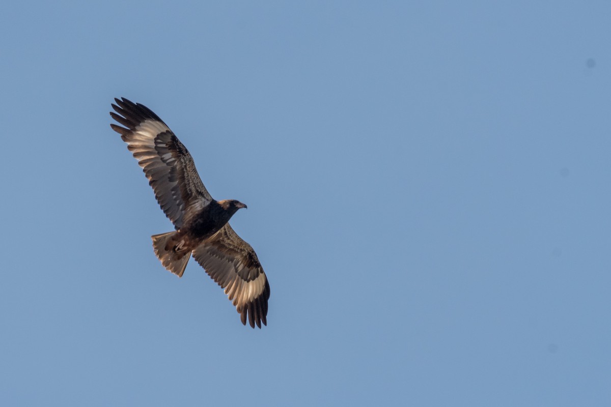 Black-breasted Kite - ML66019331