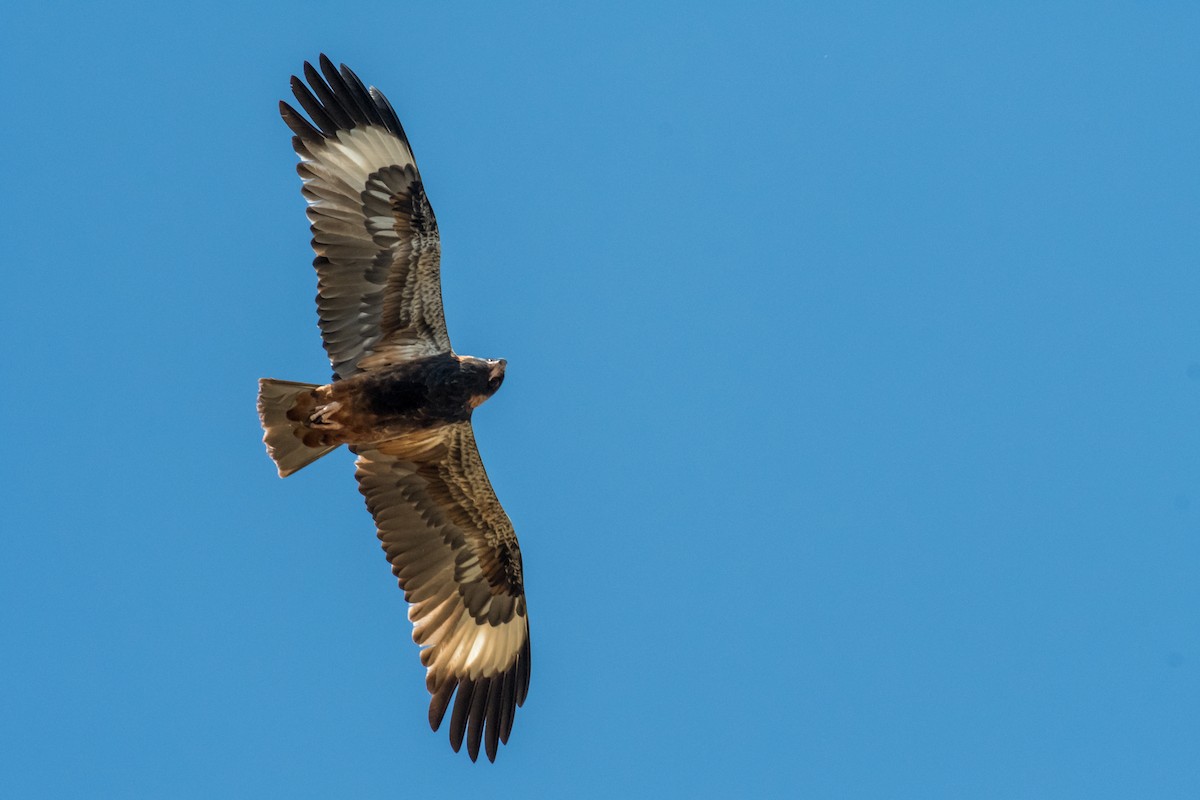 Black-breasted Kite - ML66019351