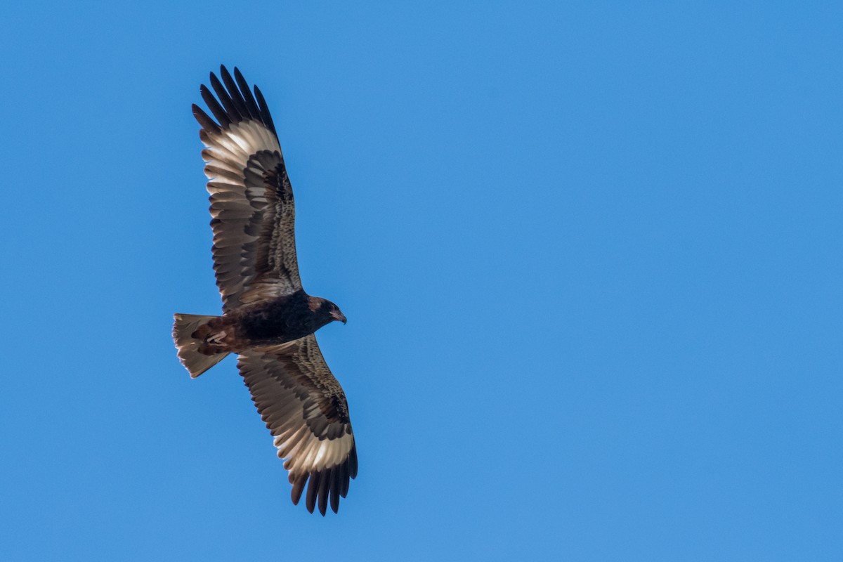 Black-breasted Kite - ML66019361