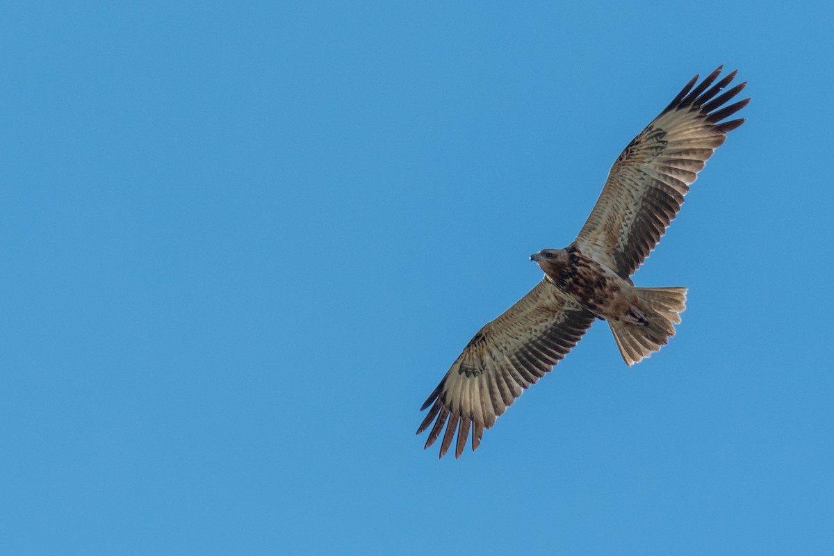 Black-breasted Kite - ML66019391