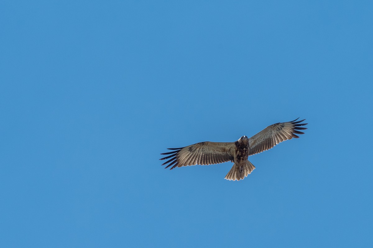 Black-breasted Kite - ML66019401
