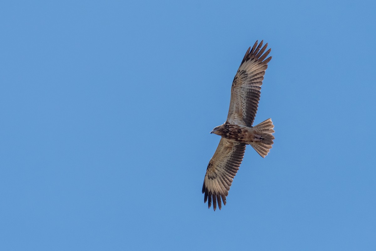 Black-breasted Kite - ML66019411