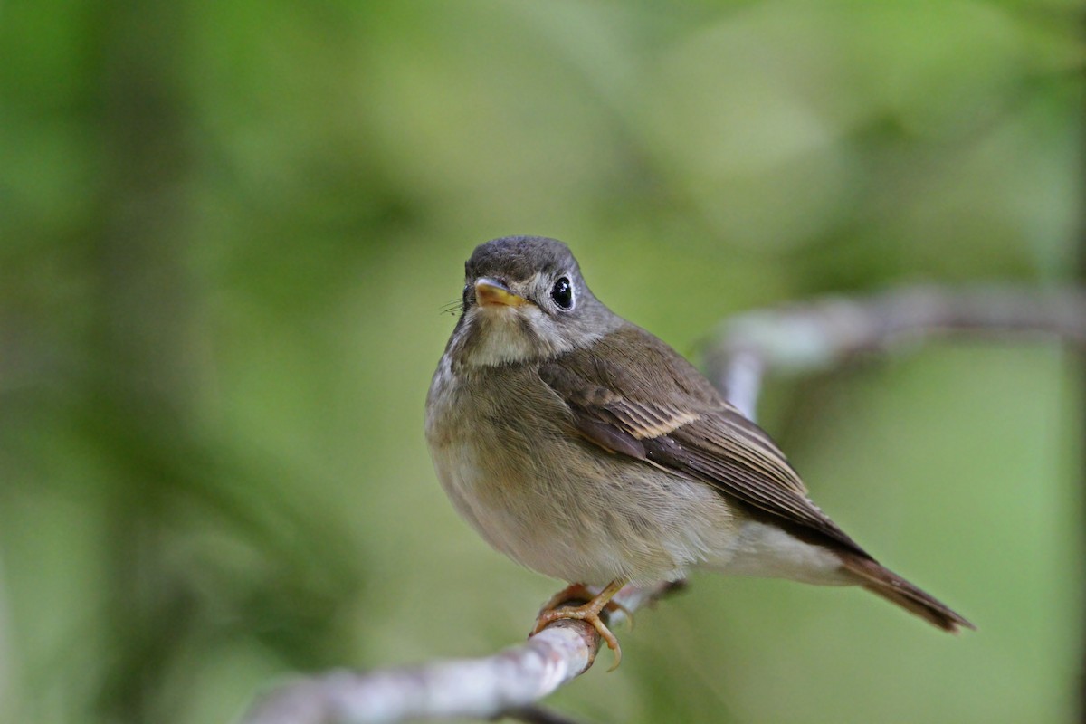 Brown-breasted Flycatcher - ML66020951