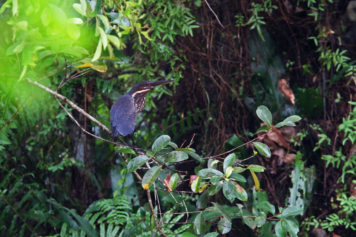 黃頸黑鷺 - ML66021691