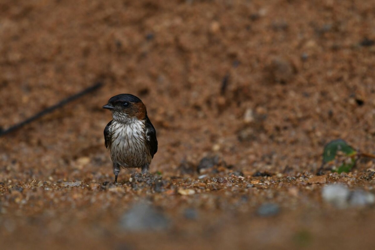 Red-rumped Swallow - ML66021951