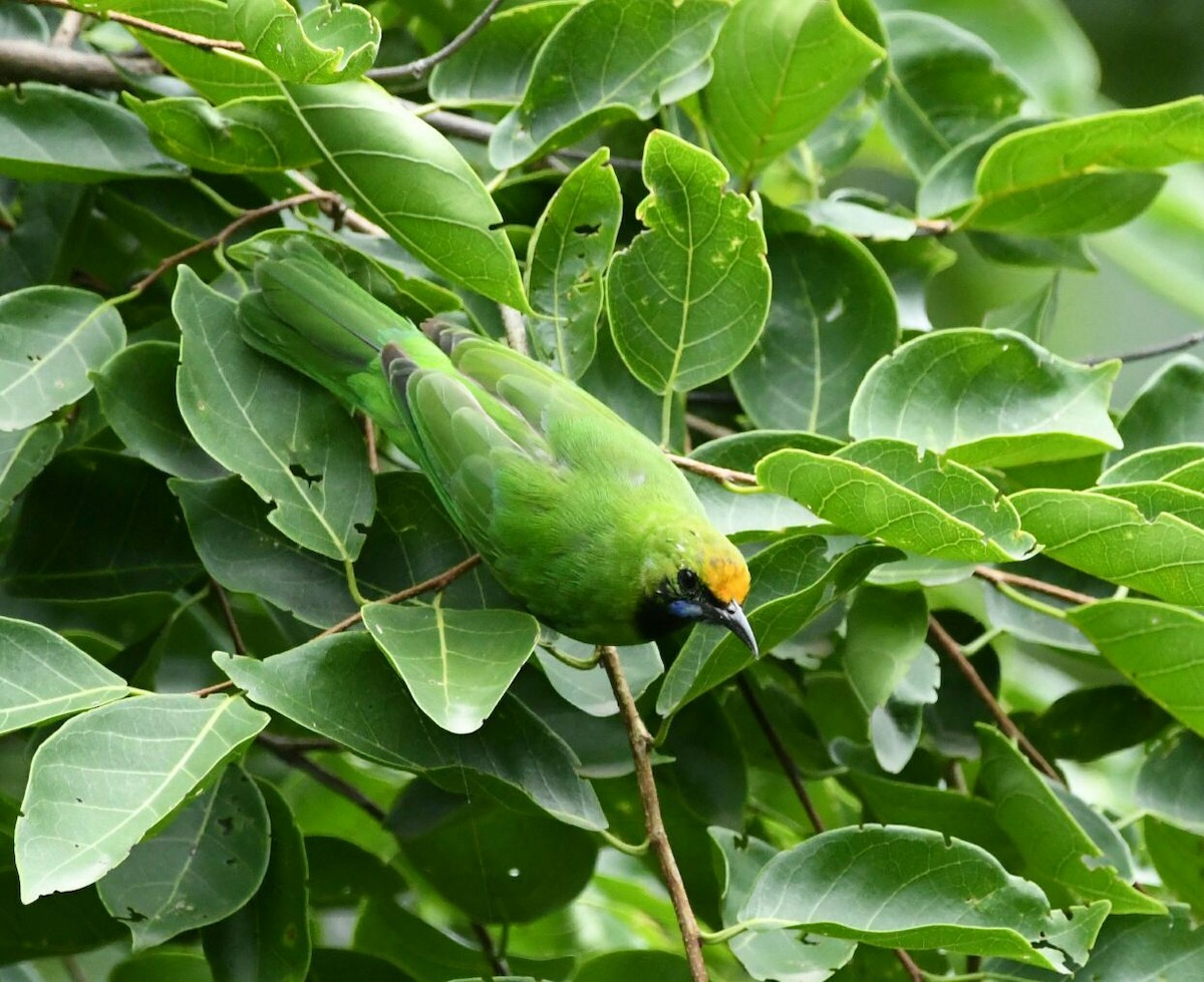 Golden-fronted Leafbird - Phani krishna Ravi