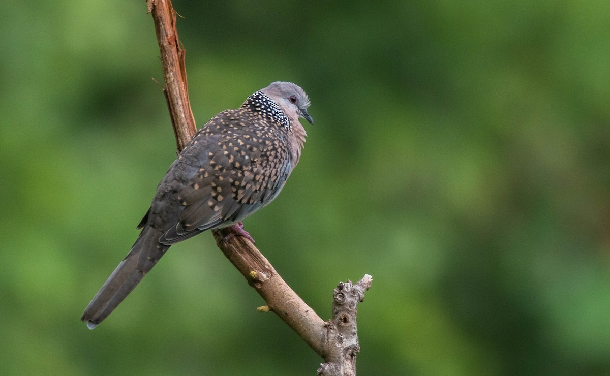 Spotted Dove - ML66021991