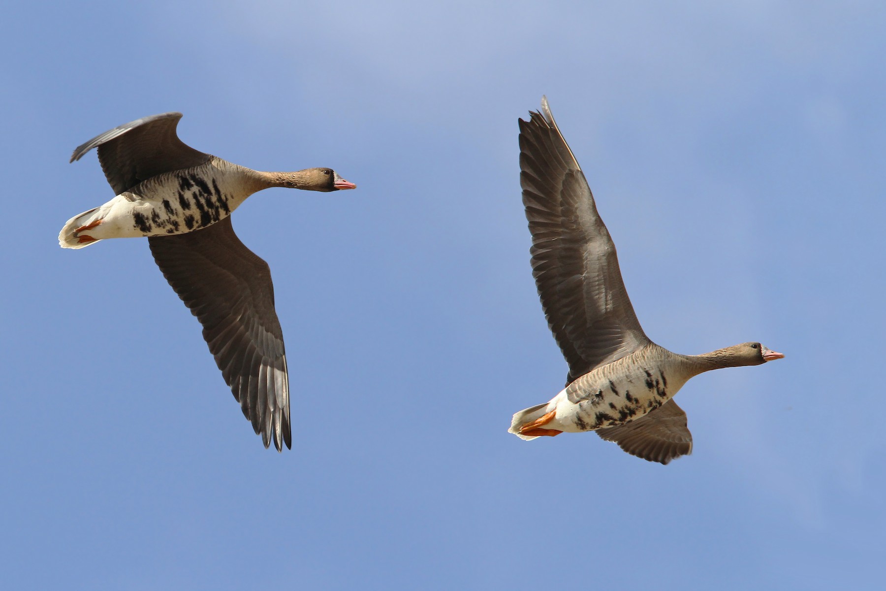 Greater White-fronted Goose (Eurasian) - eBird