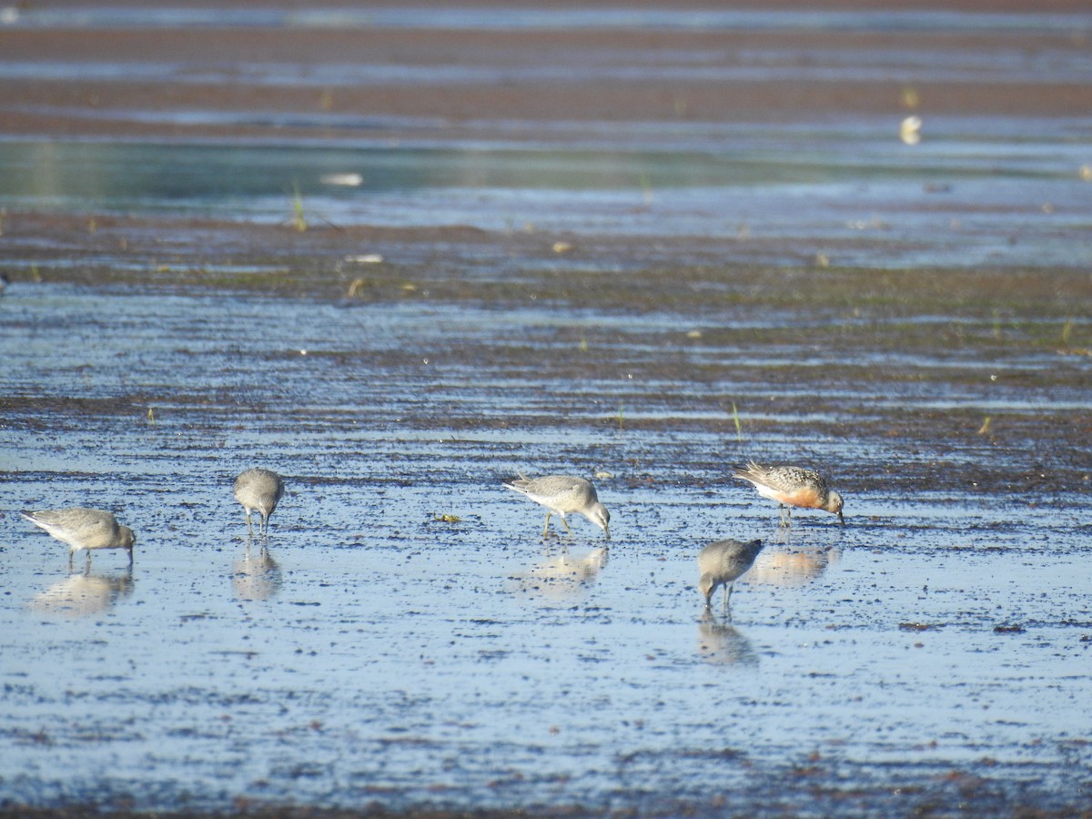 Red Knot - ML66023021