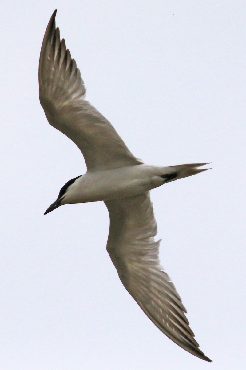 Gull-billed Tern - William Keim
