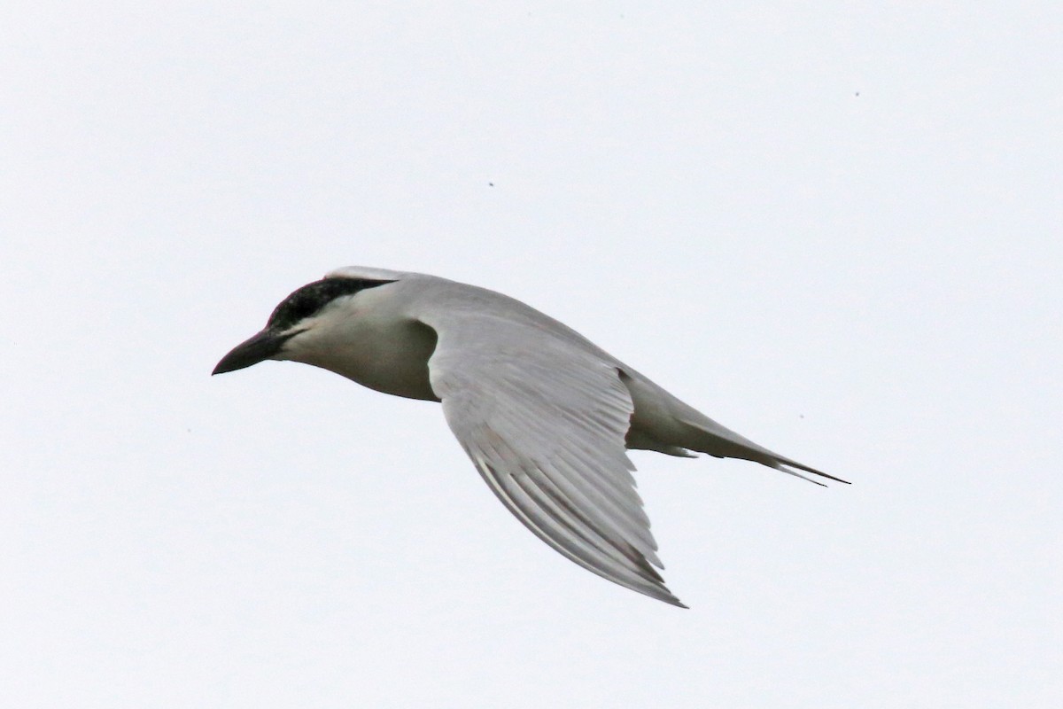 Gull-billed Tern - ML66024401