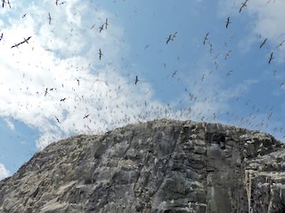  - Northern Gannet