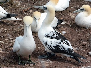  - Northern Gannet