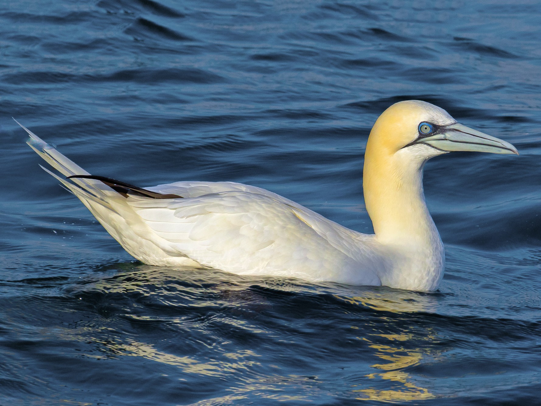 Northern Gannet New York Breeding Bird Atlas