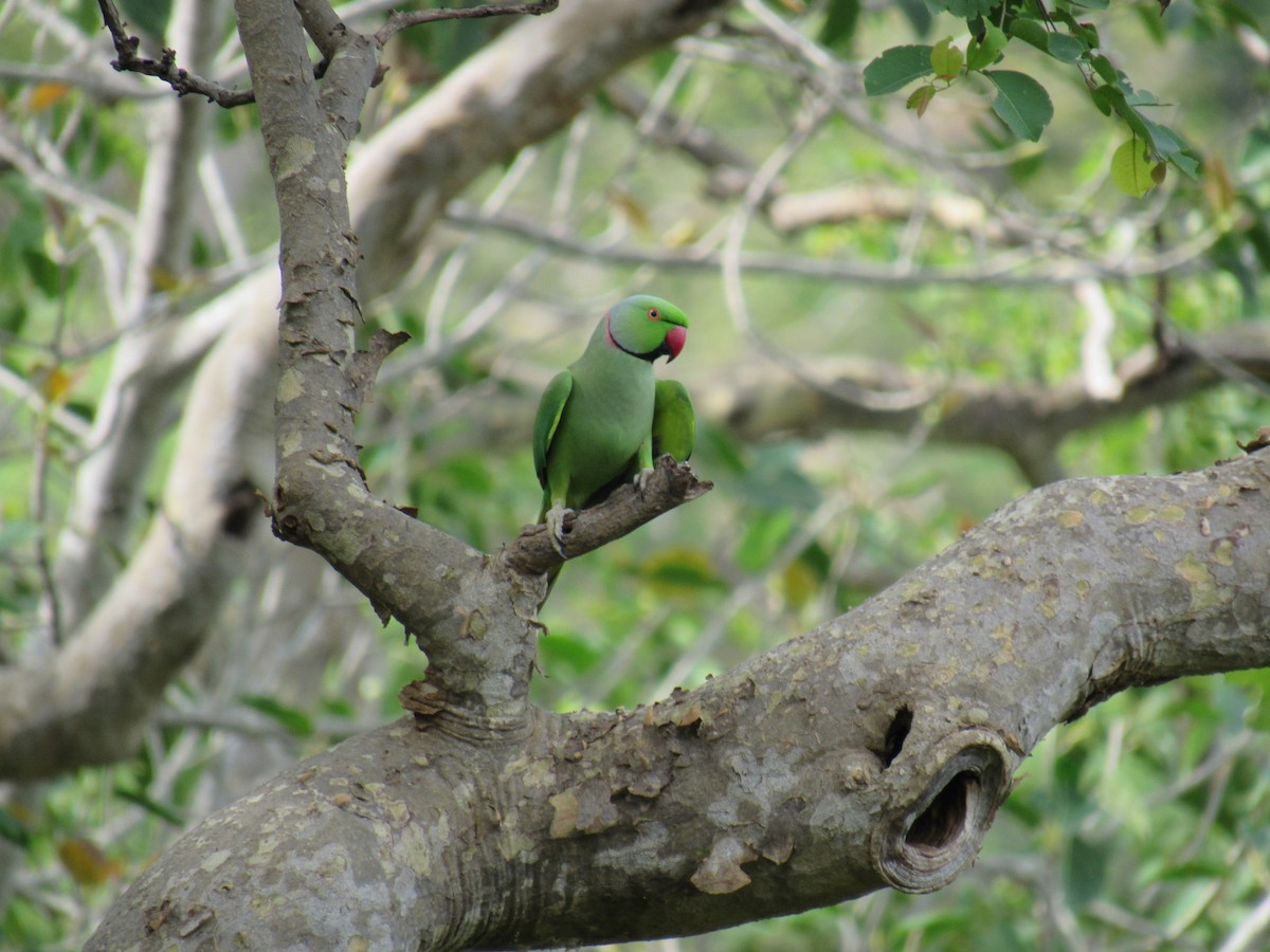 Rose-ringed Parakeet - Kalaimani Ayuthavel