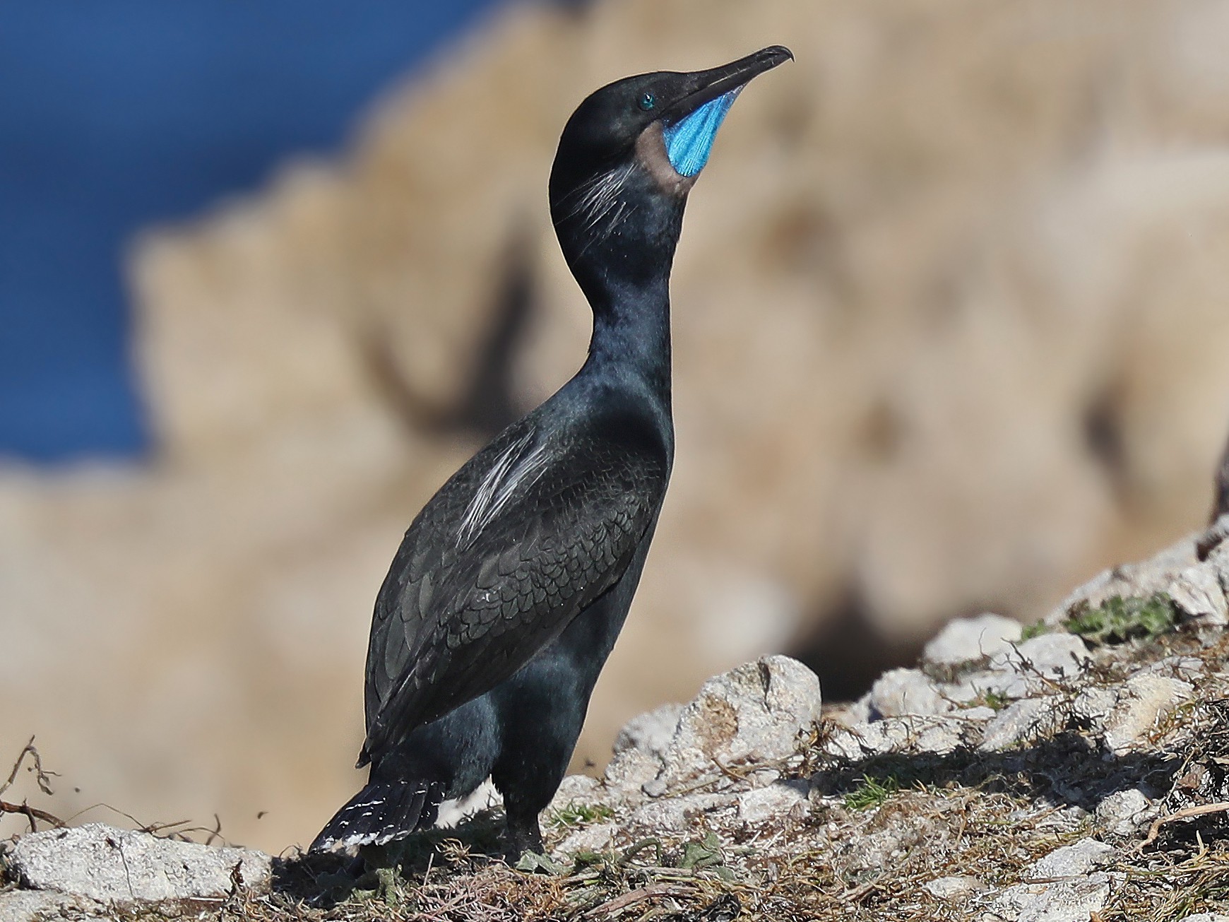 Brandt's Cormorant - Matt Davis