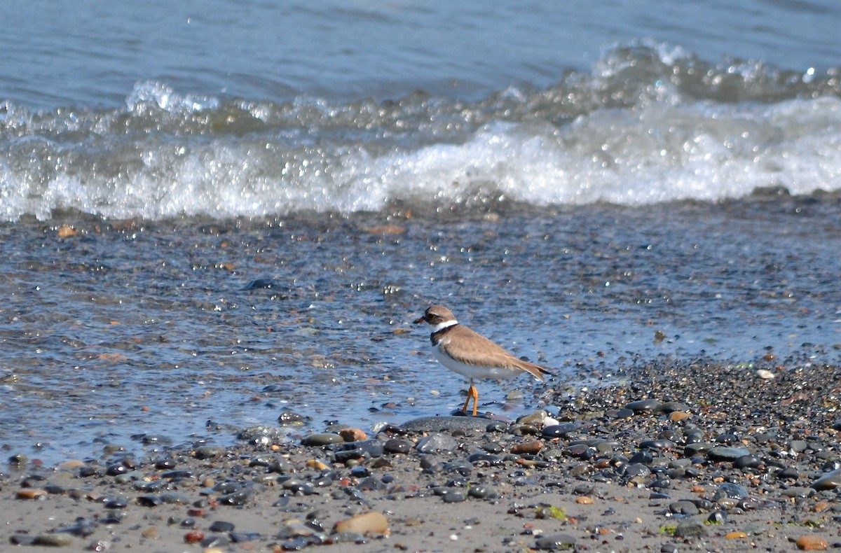 Semipalmated Plover - Beatrix Kohlhaas