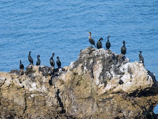  - Pelagic Cormorant
