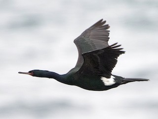  - Pelagic Cormorant