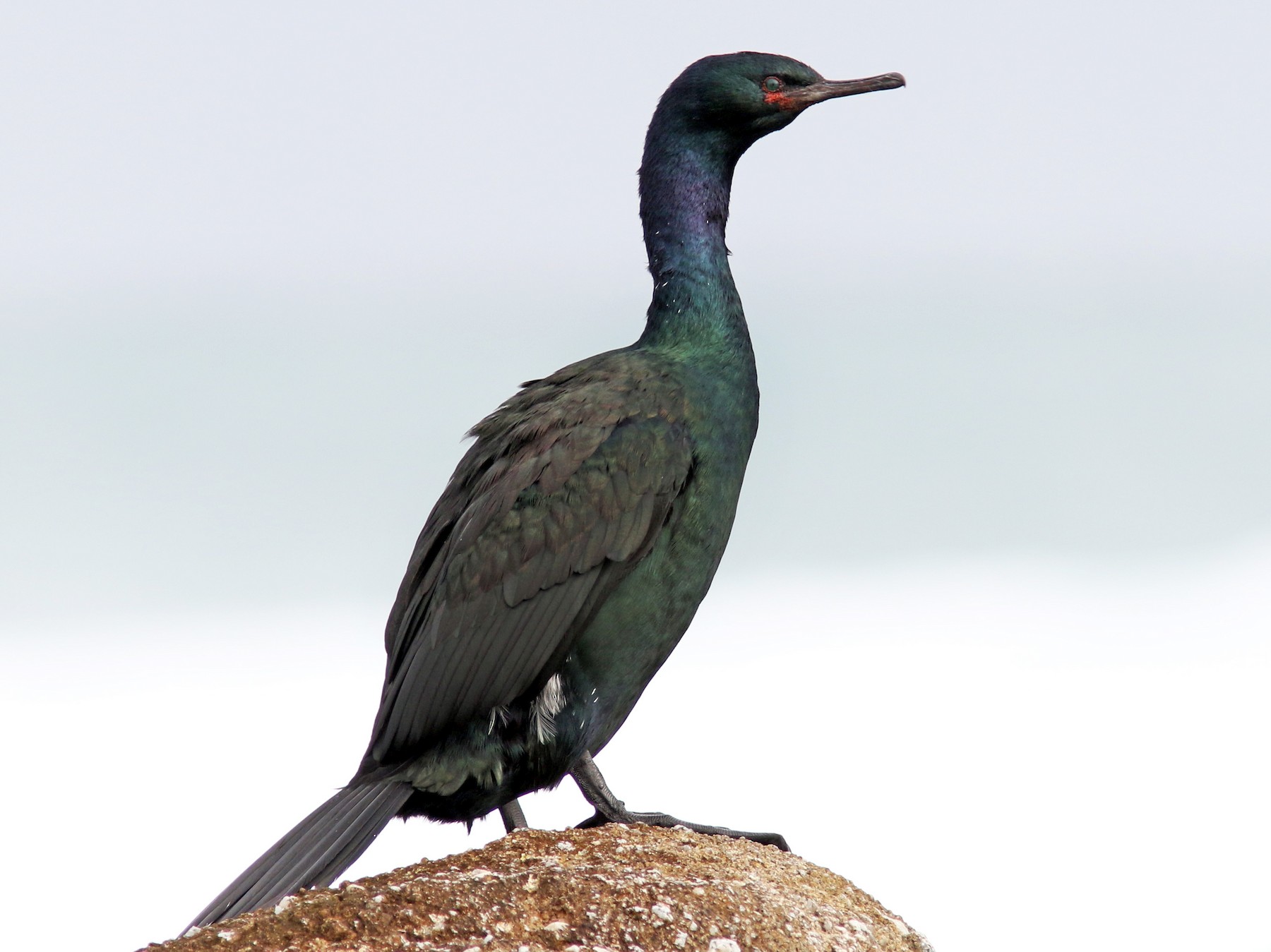 Pelagic Cormorant - Jesse Amesbury