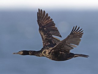  - Pelagic Cormorant
