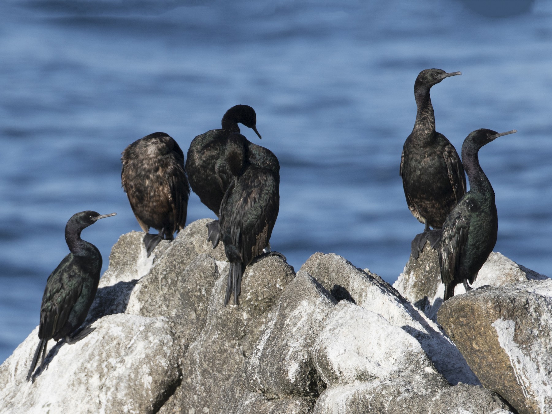 Pelagic Cormorant - eBird