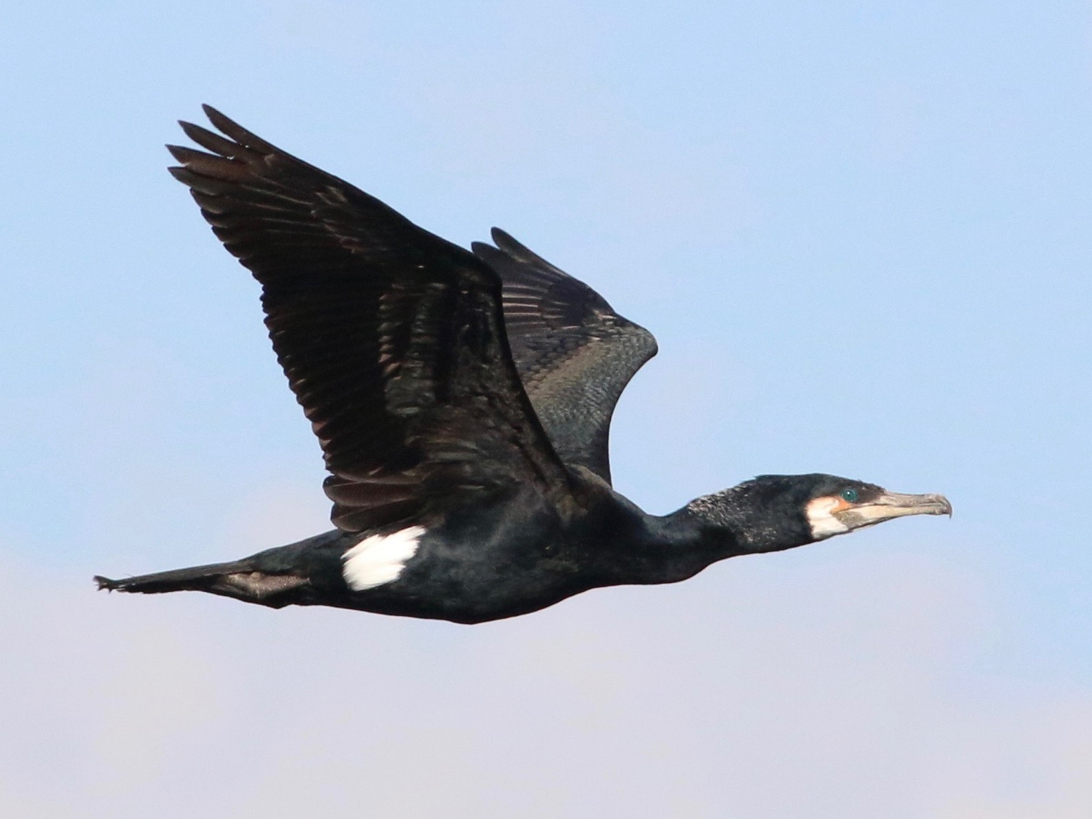 Great Cormorant - Keenan Yakola