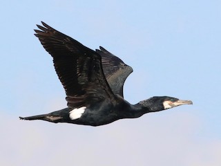  - Great Cormorant
