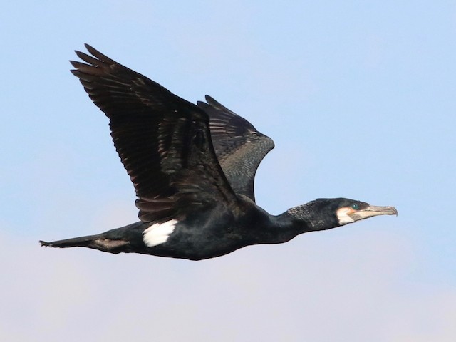 Breeding adult (North Atlantic) - Great Cormorant - 