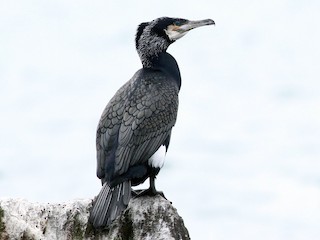  - Great Cormorant